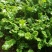 山东日照五莲苔菜