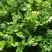 山东日照五莲苔菜