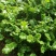 山东日照五莲苔菜