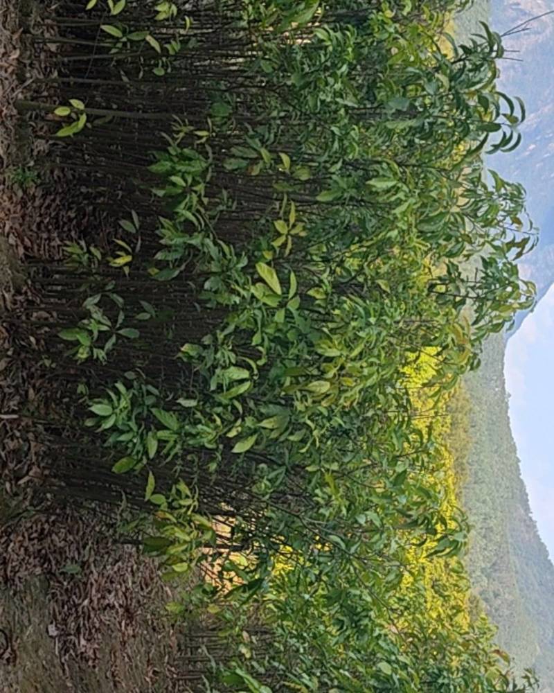 假苹婆树苗