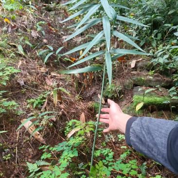 四川凉山，高山滇黄金