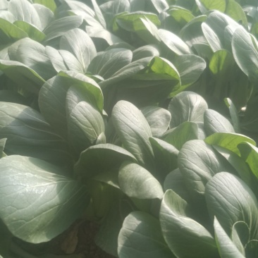 上海青，油菜