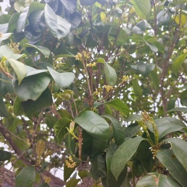 桂花树