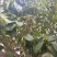 桂花树