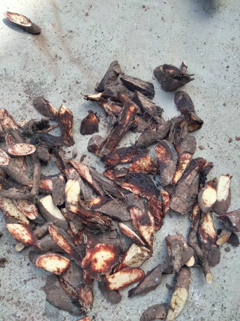黑葛根