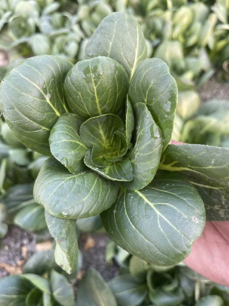 过年不打烊矮脚青菜