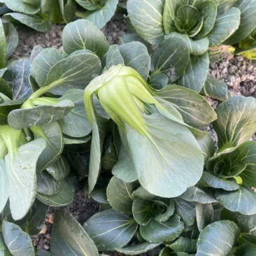 过年不打烊矮脚青菜