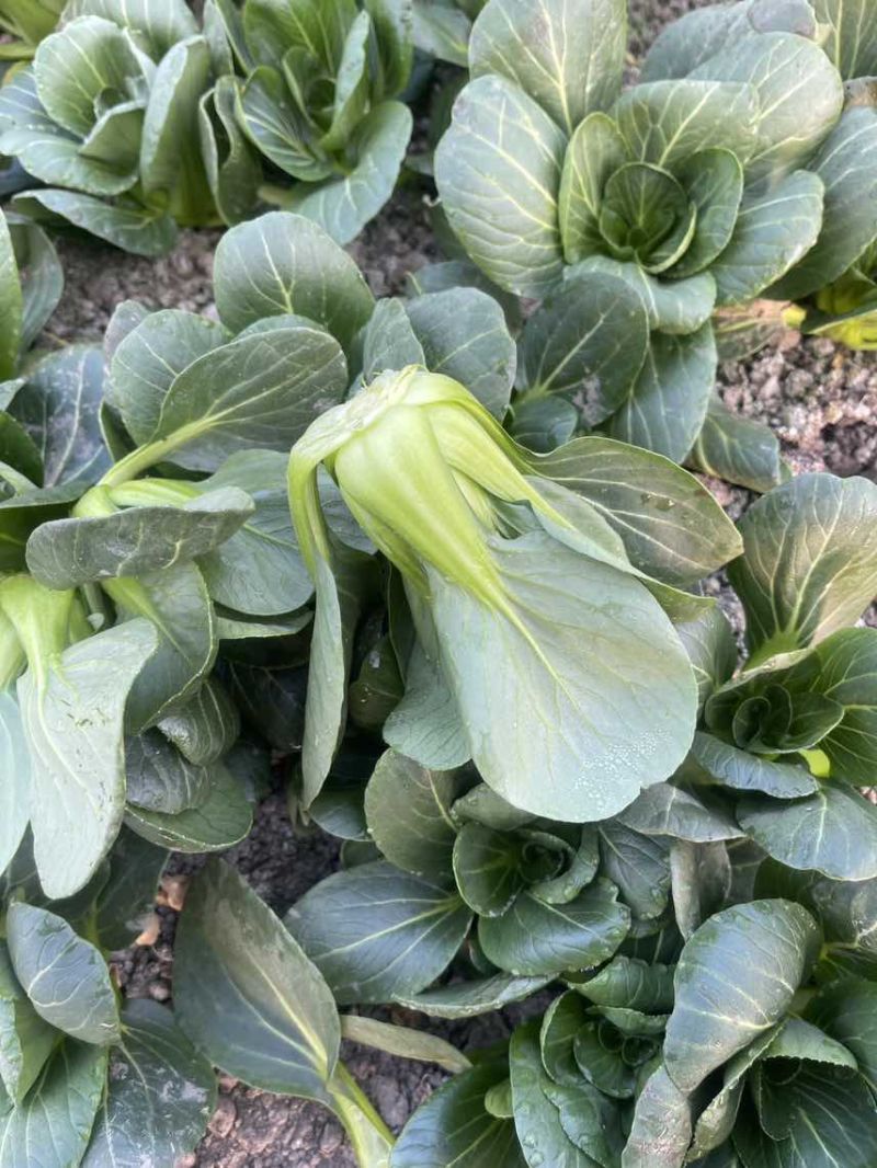 过年不打烊矮脚青菜