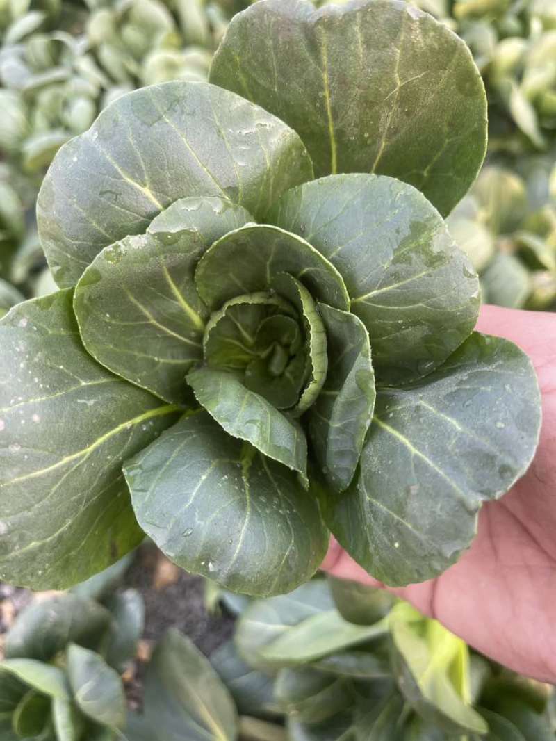 过年不打烊矮脚青菜