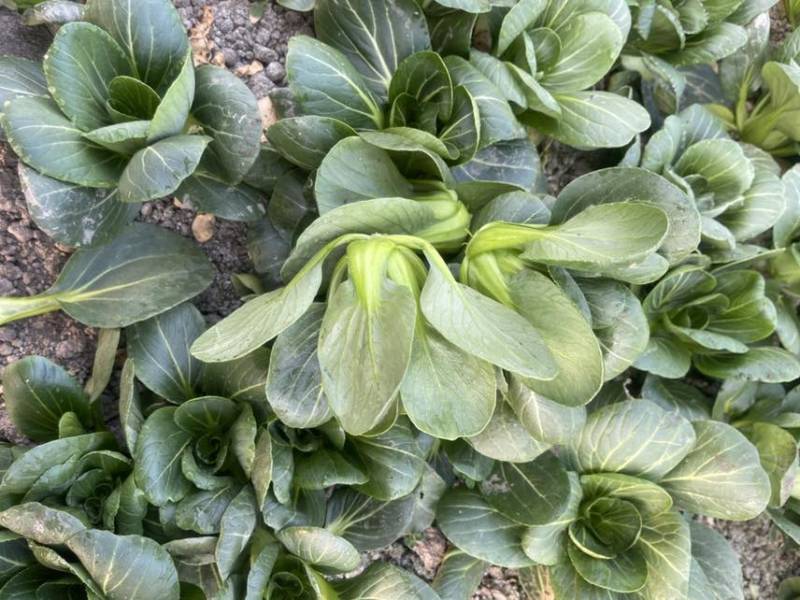 过年不打烊矮脚青菜