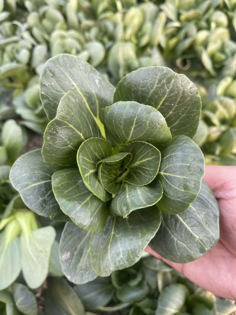 过年不打烊矮脚青菜