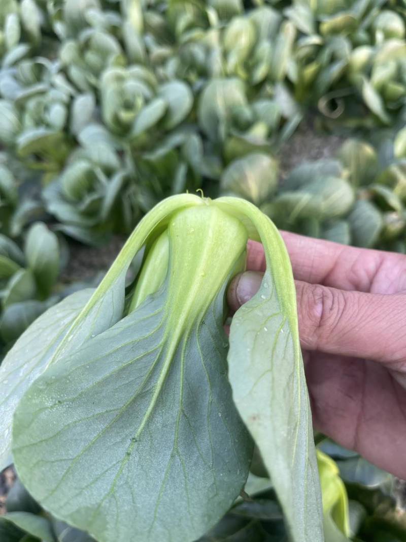 过年不打烊矮脚青菜