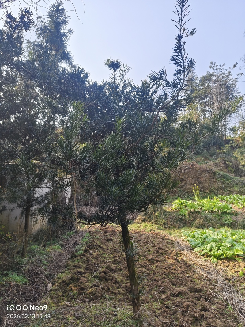 罗汉松