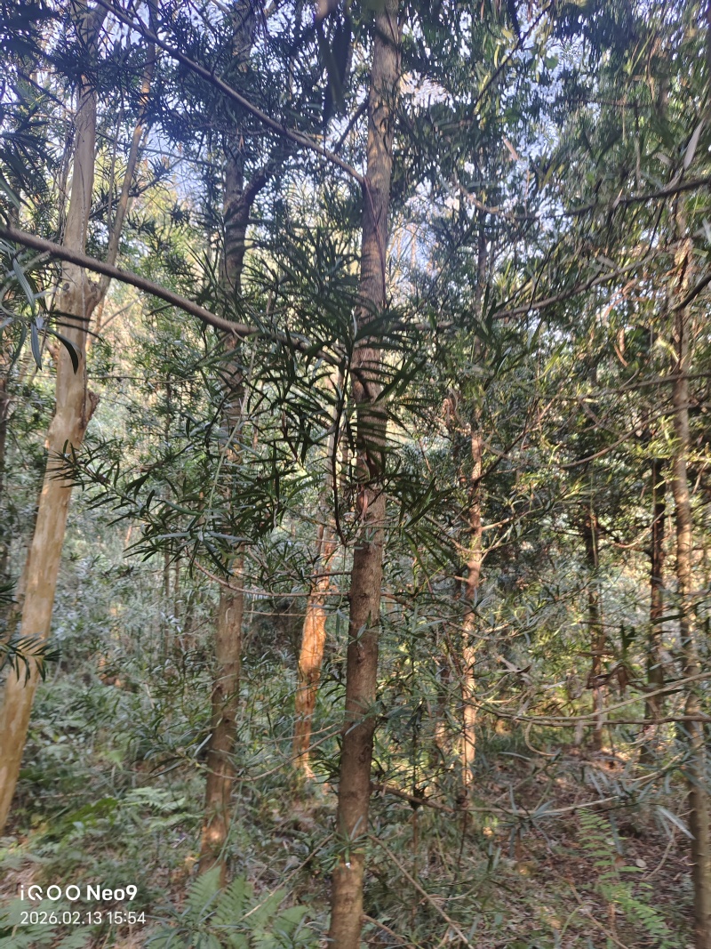 罗汉松