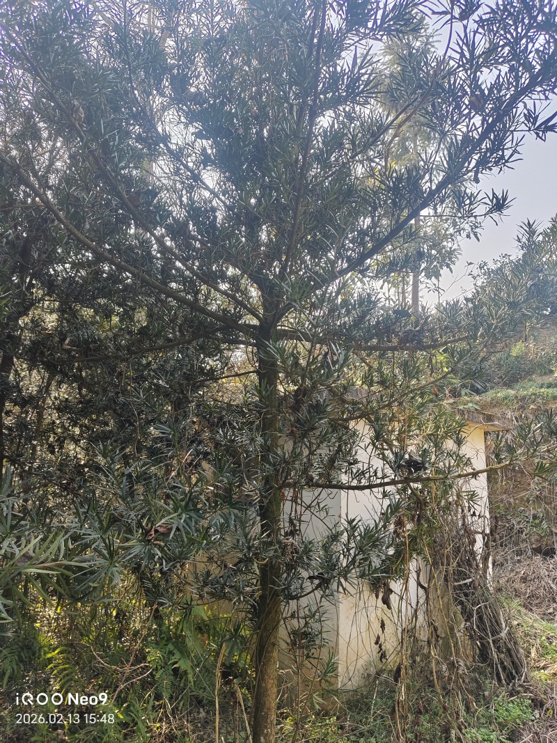 罗汉松