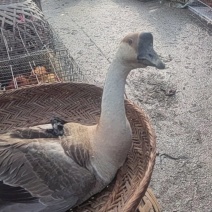 大鹅