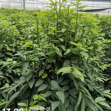 海南五指山野菜