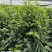 海南五指山野菜