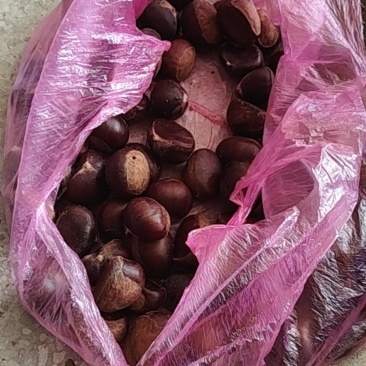 自家新鲜板栗，刚从山上打下来的🌰颗颗饱满，粉糯香甜，