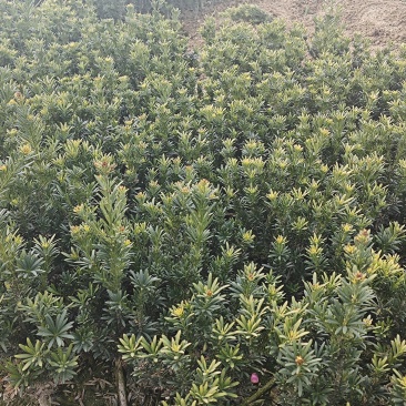 自家罗汉松需要联系