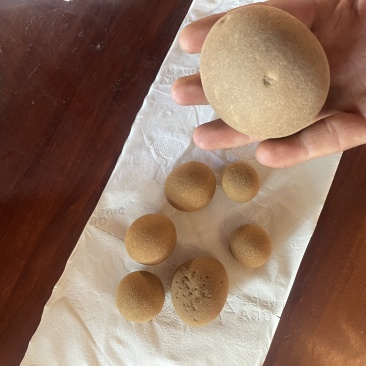 羊宝羊结石