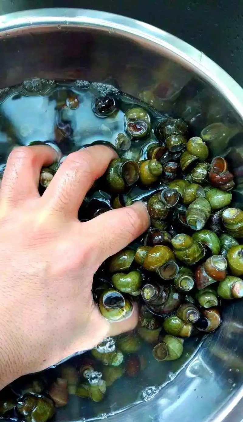 螺蛳、淡水螺