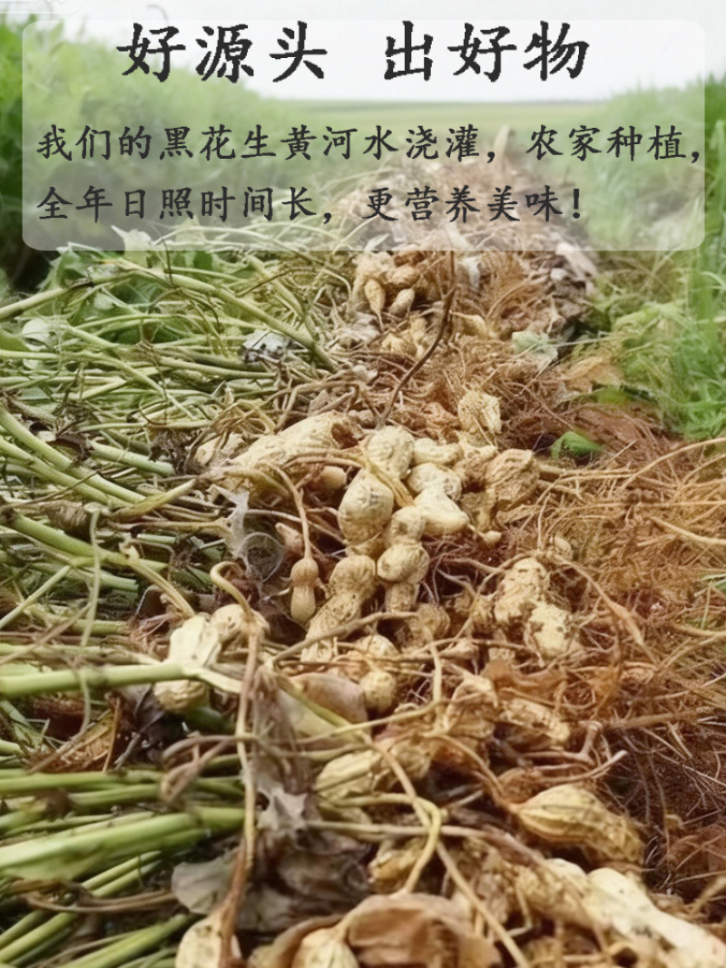 黑花生紫衣花生