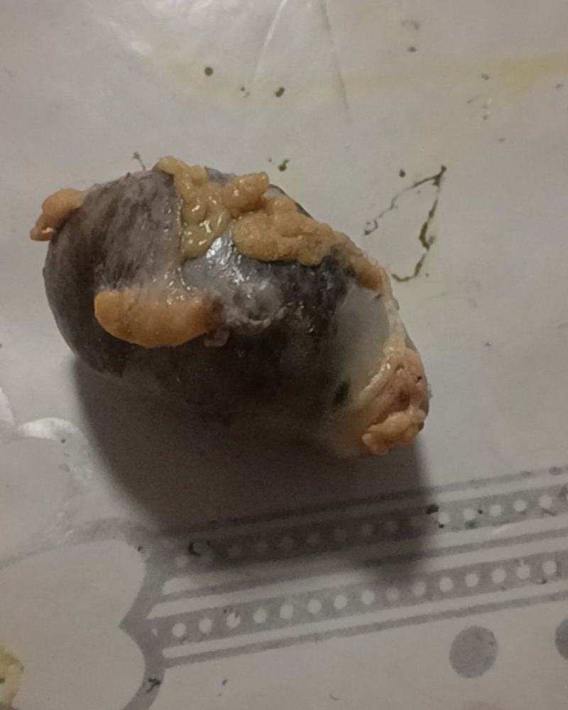 鸡宝