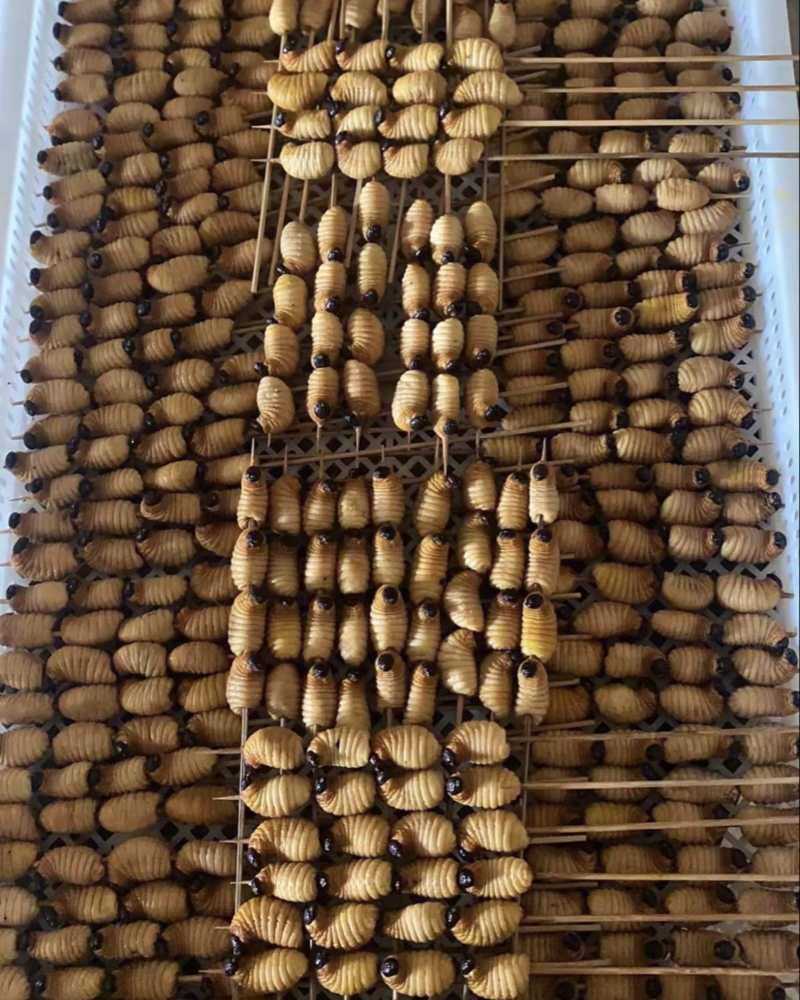 常年供应竹笋虫（鲜虫、冻虫、烤串虫）