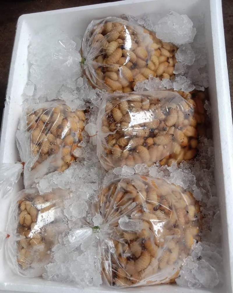 常年供应竹笋虫（鲜虫、冻虫、烤串虫）