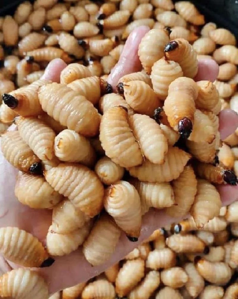 常年供应竹笋虫（鲜虫、冻虫、烤串虫）