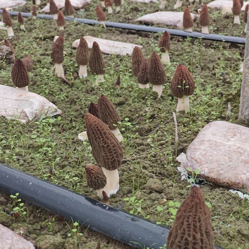 羊肚菌