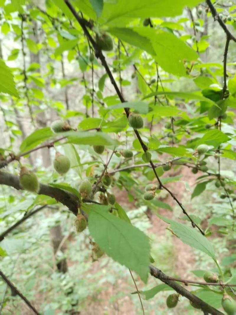 野生榆叶梅树苗