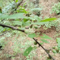 野生榆叶梅树苗