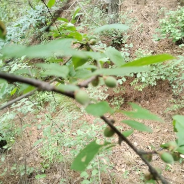 野生榆叶梅树苗