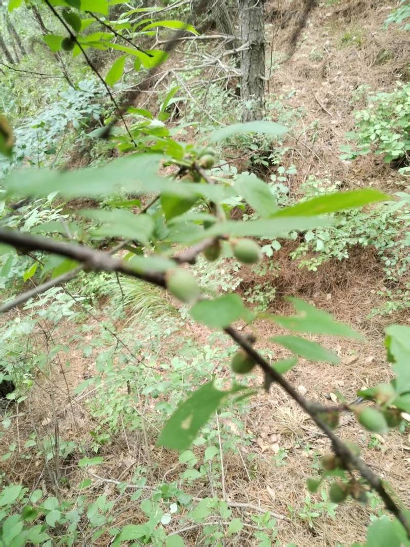 野生榆叶梅树苗