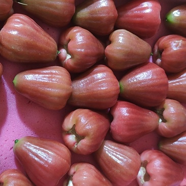 大中小果