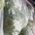 我这有大白菜和包包菜还有白皮牙子***********