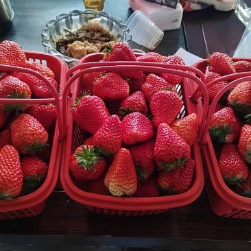 红颜草莓特大果