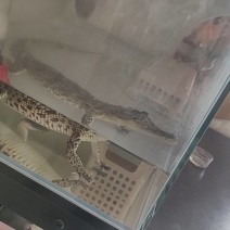 宠物尼罗鳄
