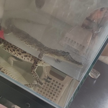 宠物尼罗鳄