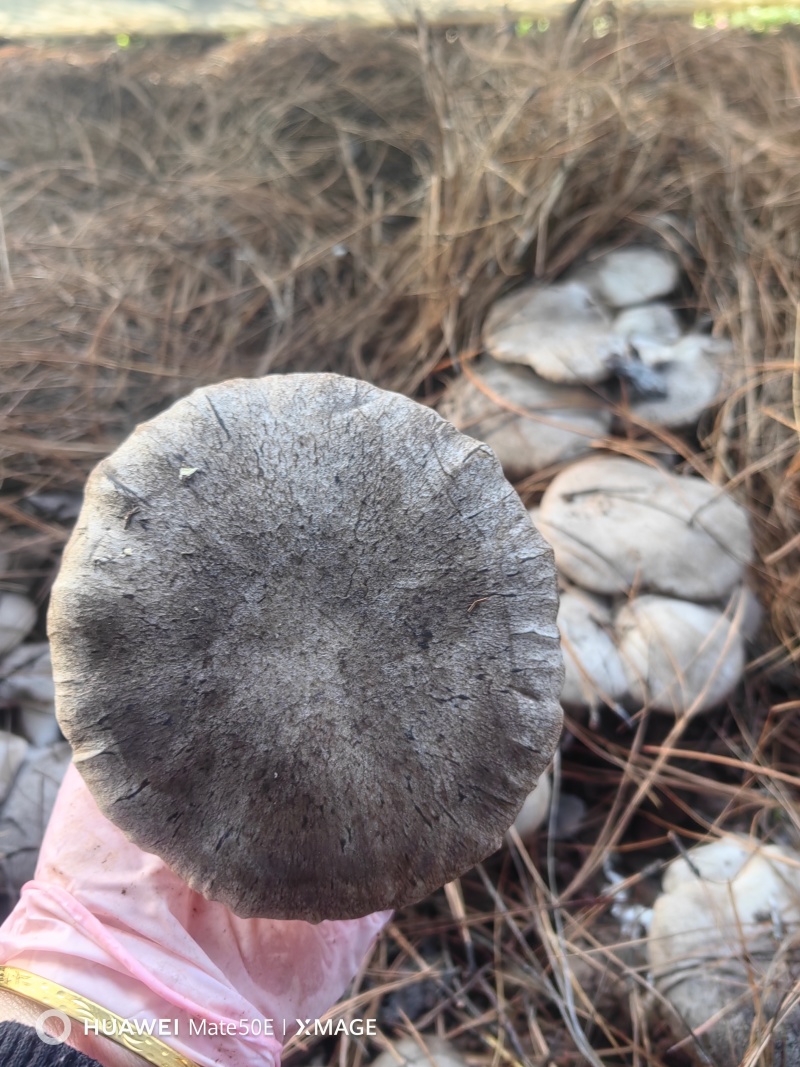灰虎掌菌，