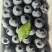 正宗L25花香蓝莓，2.0+。产地直发