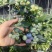 正宗L25花香蓝莓，2.0+。产地直发