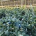 正宗L25花香蓝莓，2.0+。产地直发