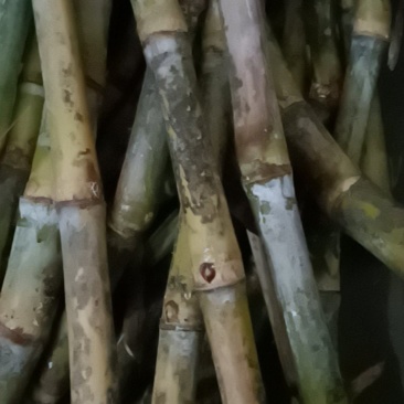 本地小型竹蔗（可用煮汤榨汁）