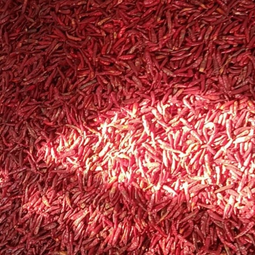 周口小红椒