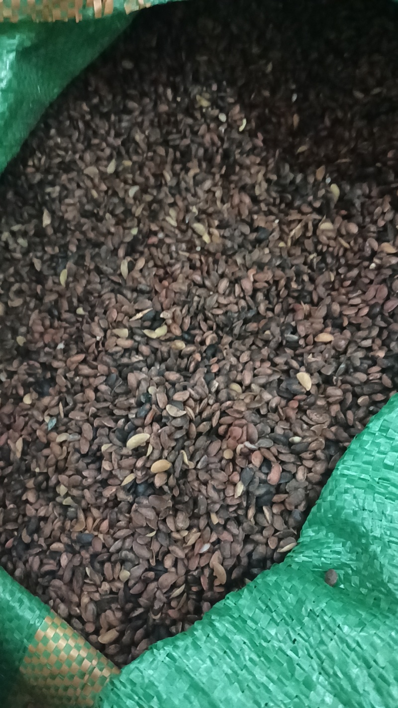 厚皮黄柏种子