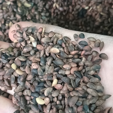 厚皮黄柏种子