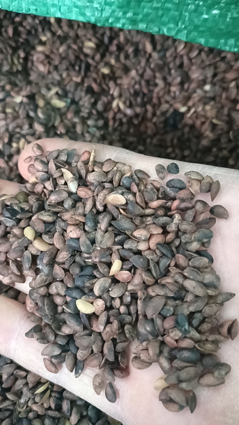 厚皮黄柏种子
